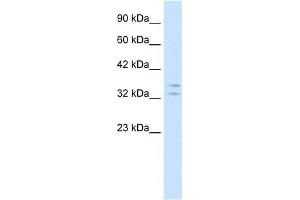 Image no. 1 for anti-POU Class 1 Homeobox 1 (POU1F1) (N-Term) antibody (ABIN1108700)