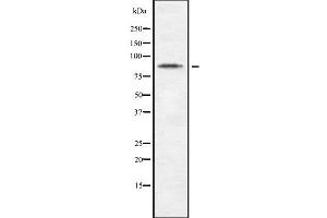 Image no. 1 for anti-Cadherin 10, Type 2 (T2-Cadherin) (CDH10) (C-Term) antibody (ABIN6260701)