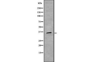 Image no. 2 for anti-Transcription Factor MafB (MAFB) (C-Term) antibody (ABIN6263052)