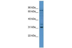 Image no. 1 for anti-F-Box Protein 34 (FBXO34) (N-Term) antibody (ABIN928930)