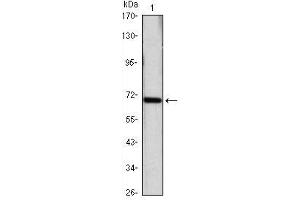 Image no. 3 for anti-Heat Shock 70kDa Protein 4 (HSPA4) antibody (ABIN1107610)