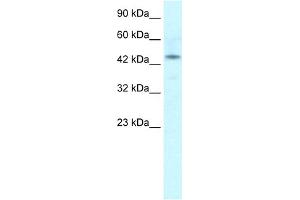 Image no. 1 for anti-Iroquois Homeobox Protein 2 (IRX2) (Middle Region) antibody (ABIN2779496)