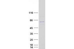 Image no. 1 for Nucleoporin 54kDa (NUP54) protein (Myc-DYKDDDDK Tag) (ABIN2727823)