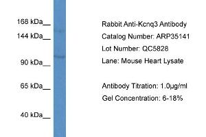 anti-Potassium Voltage-Gated Channel, KQT-Like Subfamily, Member 3 (KCNQ3) (Middle Region) antibody