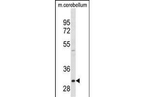 ZWINT Antibody ABIN1538738 western blot analysis in mouse cerebellum tissue lysates (35 μg/lane).