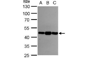 Image no. 2 for anti-Asporin (ASPN) (Internal Region) antibody (ABIN2855952)
