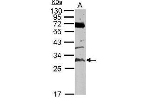 WB Image Sample (50 ug of whole cell lysate) A: mouse testis 12% SDS PAGE antibody diluted at 1:500