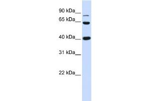 Image no. 3 for anti-Catenin (Cadherin-Associated Protein), beta 1, 88kDa (CTNNB1) (C-Term) antibody (ABIN2792527)