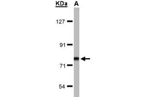 Image no. 1 for anti-Frizzled Family Receptor 3 (FZD3) (AA 1-62) antibody (ABIN467386)