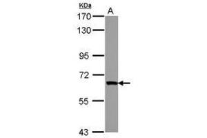 Image no. 1 for anti-Zinc Finger Protein 543 (ZNF543) (AA 55-273) antibody (ABIN1501848)