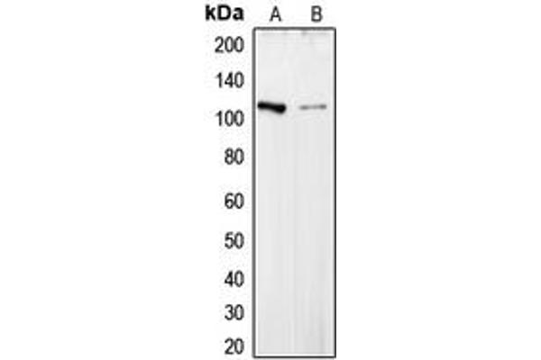 COL6A2 Antikörper  (Center)