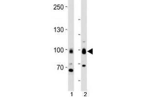 Image no. 2 for anti-Transducin-Like Enhancer of Split 1 (E(sp1) Homolog, Drosophila) (TLE1) (N-Term) antibody (ABIN3029204)