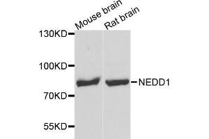 Image no. 1 for anti-Neural Precursor Cell Expressed, Developmentally Down-Regulated 1 (NEDD1) antibody (ABIN1681008)