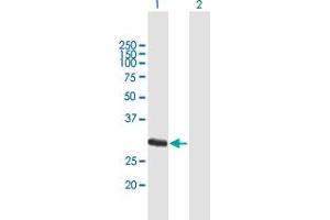 Western Blot analysis of FCN1 expression in transfected 293T cell line by FCN1 MaxPab polyclonal antibody.