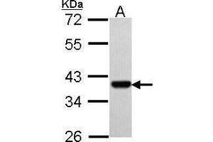 Image no. 2 for anti-Paired Box 9 (PAX9) (Center) antibody (ABIN2855829)