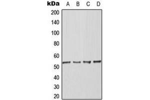 Image no. 3 for anti-Actin-Like 6A (BAF53A) (Center) antibody (ABIN2705564)