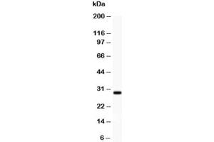Image no. 1 for anti-Brain-Derived Neurotrophic Factor (BDNF) (AA 129-247) antibody (ABIN3030195)