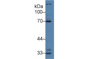 Image no. 2 for anti-Interleukin-1 Receptor-Associated Kinase 2 (IRAK2) (AA 235-521) antibody (ABIN1859469)
