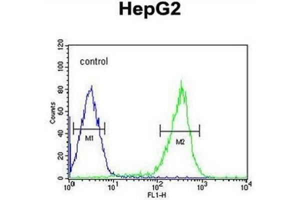 anti-Pterin-4 alpha-Carbinolamine Dehydratase/dimerization Cofactor of Hepatocyte Nuclear Factor 1 alpha (PCBD1) (AA 27-56), (Middle Region) antibody