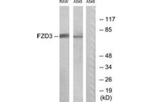 Image no. 1 for anti-Frizzled Family Receptor 3 (FZD3) (AA 141-190) antibody (ABIN1535610)