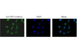 Image no. 4 for anti-CD52 (CD52) (AA 29-48) antibody (ABIN2451936)