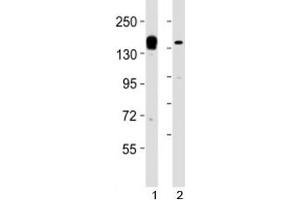 Image no. 2 for anti-Lysine (K)-Specific Demethylase 6A (KDM6A) (AA 1041-1074) antibody (ABIN3031656)