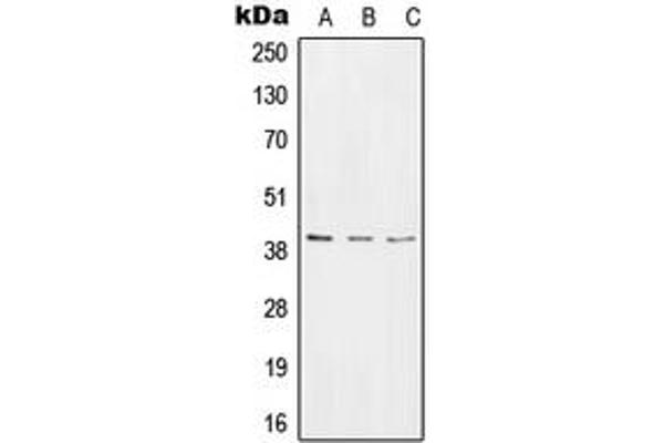 RTCD1 抗体  (C-Term)