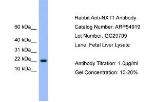Image no. 2 for anti-NTF2-Related Export Protein 1 (NXT1) (N-Term) antibody (ABIN2774091)