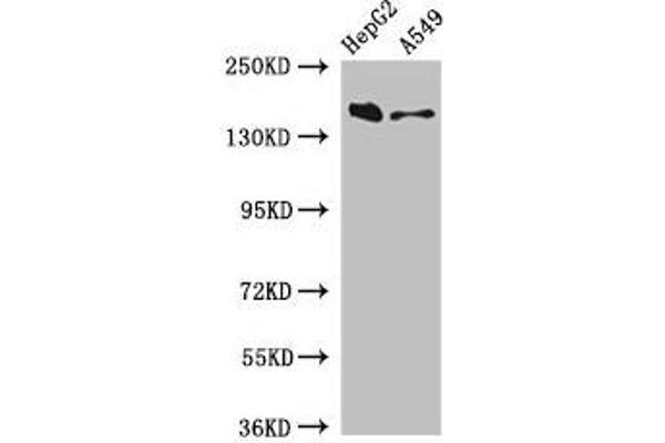 DOT1L antibody  (AA 331-484)