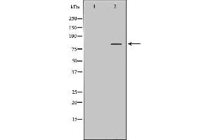 Image no. 1 for anti-Forkhead Box P2 (FOXP2) antibody (ABIN6261809)