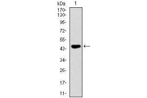 Image no. 2 for anti-TNF Receptor Superfamily, Member 6 (FAS) antibody (ABIN969518)