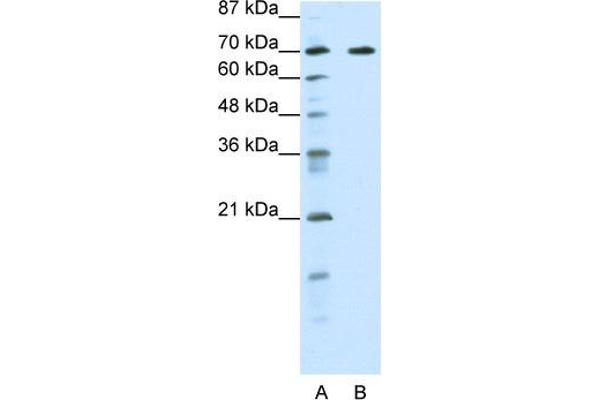 anti-Forkhead Box K2 (FOXK2) (Middle Region) antibody