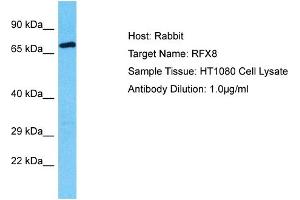 Image no. 1 for anti-RFX Family Member 8, Lacking RFX DNA Binding Domain (RFX8) (C-Term) antibody (ABIN2792039)