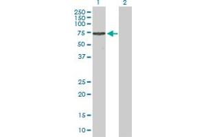 Western Blot analysis of TRIM16 expression in transfected 293T cell line by TRIM16 MaxPab polyclonal antibody.