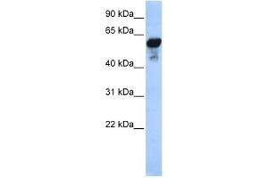 Image no. 1 for anti-Aldehyde Dehydrogenase 1 Family, Member B1 (ALDH1B1) (Middle Region) antibody (ABIN2774223)