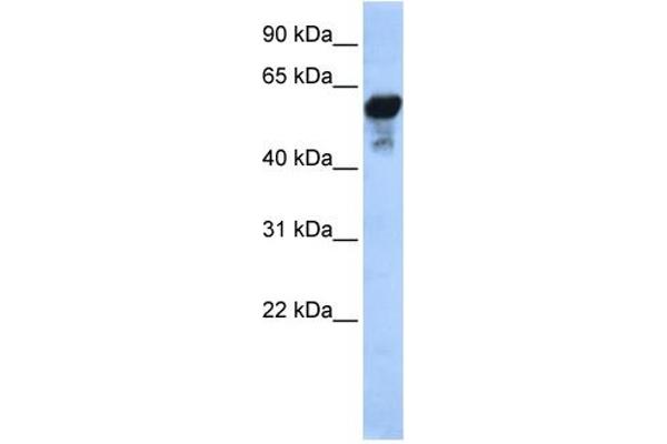 ALDH1B1 antibody  (Middle Region)