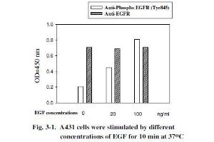 Image no. 11 for Epidermal Growth Factor Receptor (EGFR) ELISA Kit (ABIN1981829)