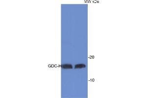 Detection of GDC-H protein in Arabidopsis thaliana total leaf extract.