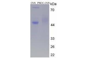 Image no. 2 for Prepronociceptin (PNOC) peptide (Ovalbumin) (ABIN5666362)