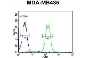 Image no. 1 for anti-LYR Motif Containing 4 (LYRM4) (AA 46-73), (Middle Region) antibody (ABIN953261)