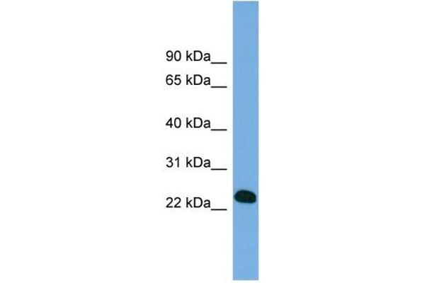 BCL7A antibody  (Middle Region)