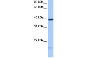 Image no. 1 for anti-Heparan Sulfate (Glucosamine) 3-O-Sulfotransferase 5 (HS3ST5) antibody (ABIN636027)