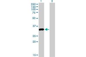 Image no. 1 for anti-serine/threonine Kinase 16 (STK16) (AA 1-100) antibody (ABIN522056)