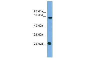 Image no. 1 for anti-MIS18 Kinetochore Protein Homolog A (MIS18A) (N-Term) antibody (ABIN631868)