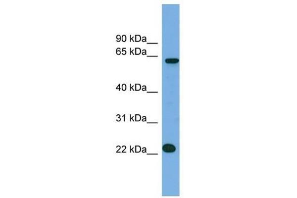 C21ORF45 抗体  (N-Term)