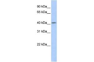 Image no. 1 for anti-Spermatogenesis and Oogenesis Specific Basic Helix-Loop-Helix 1 (SOHLH1) (Middle Region) antibody (ABIN2775169)