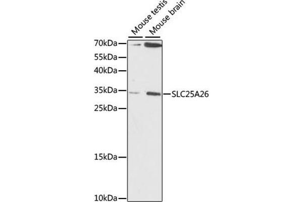 SLC25A26 Antikörper  (AA 105-185)