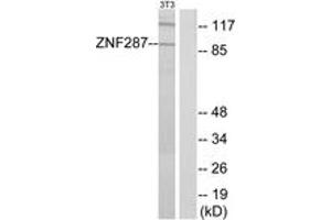 Image no. 1 for anti-Zinc Finger Protein 287 (ZNF287) (AA 241-290) antibody (ABIN1534135)