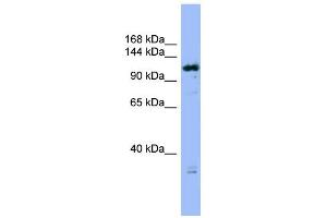 Image no. 1 for anti-HAUS Augmin-Like Complex, Subunit 6 (HAUS6) (Middle Region) antibody (ABIN2787012)