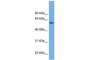 Image no. 1 for anti-Nemo-Like Kinase (NLK) (Middle Region) antibody (ABIN2786944)